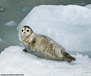 yapboz Harbor seal